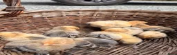 Chickens poultry for sale: Lemon Sablepoots chicks  in Lincoln - Advert 4