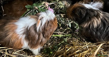 Guinea Pig rodents - Advert 4