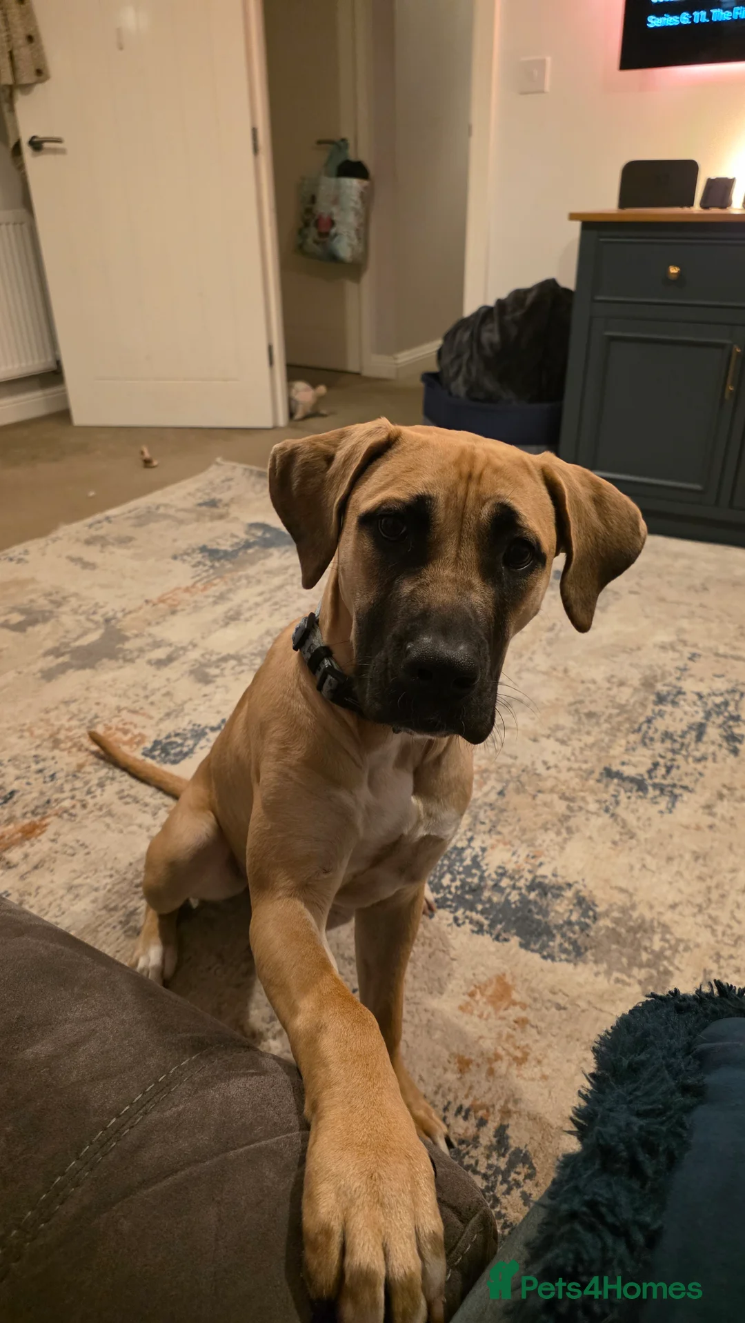 Boerboel dogs for sale: Pup for rehoming - Advert 1