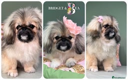 Pekingese dogs for sale: ⭐️WAITING LIST OPEN⭐️ - Image 4