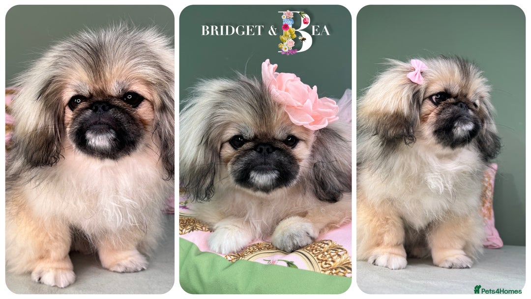Pekingese dogs for sale: ⭐️WAITING LIST OPEN⭐️ - Image 4