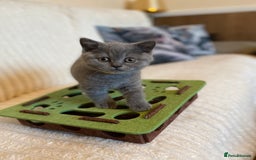 British Shorthair cats for sale: GCCF BRITISH SHORTHAIR KITTENS - Image 6