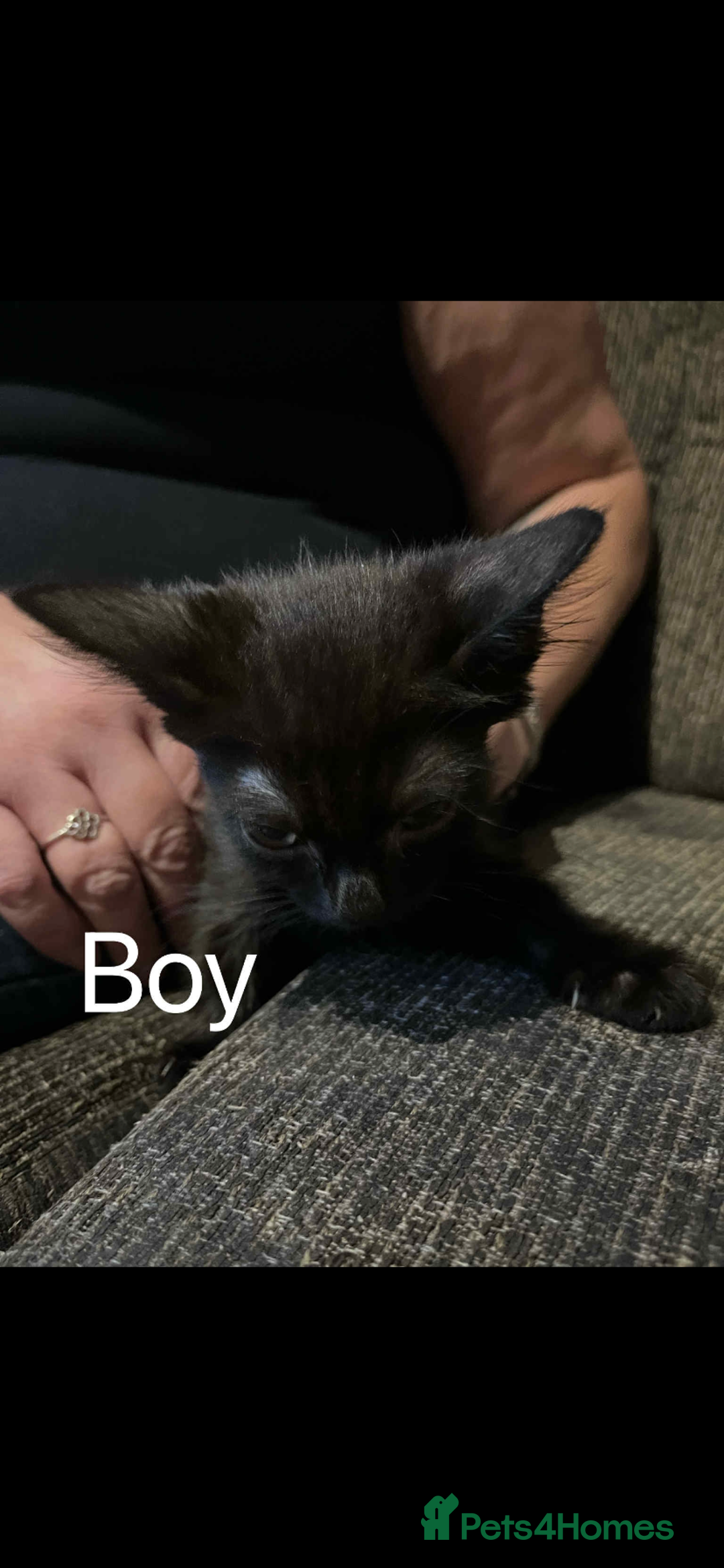 Mixed Breed cats for sale: Kittens  - Image 4