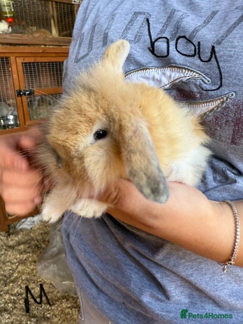 Mini Lop rabbits - Advert 3