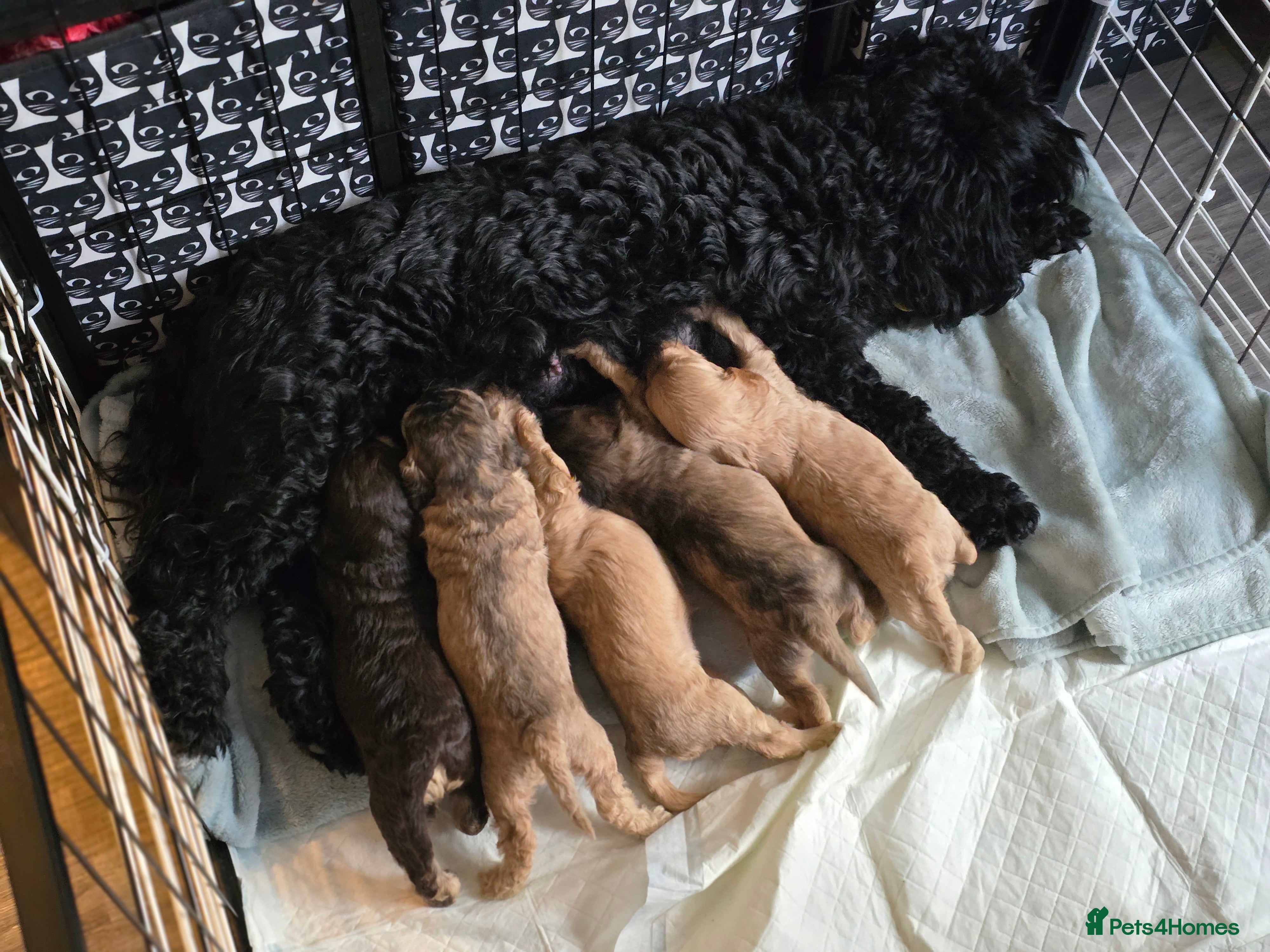 Cockapoo dogs Cockapoo puppies looking for their Forever homes! - Advert 3