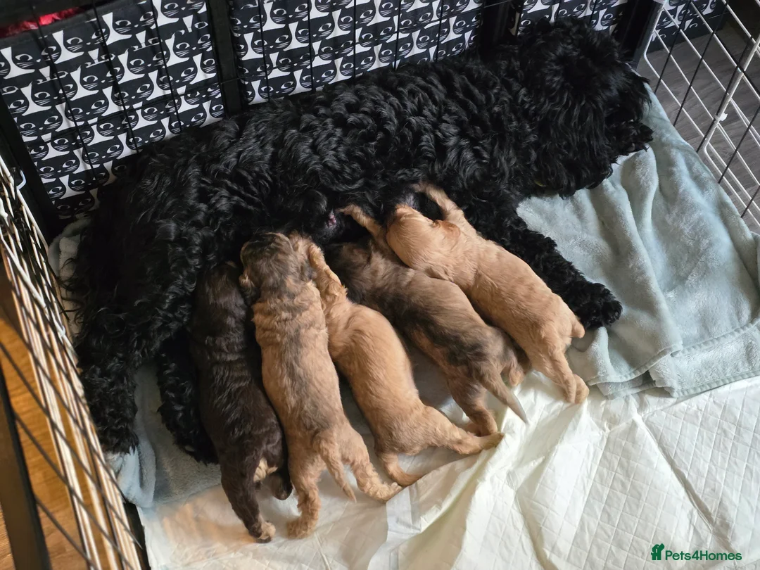 Cockapoo dogs for sale: Cockapoo puppies looking for their Forever homes! - Advert 1