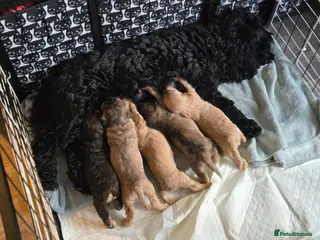 Cockapoo dogs Cockapoo puppies looking for their Forever homes! - Advert 3