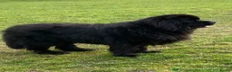 Newfoundland dogs for sale: Stunning Newfoundland Puppies Kc Reg 🐾 - Advert 3
