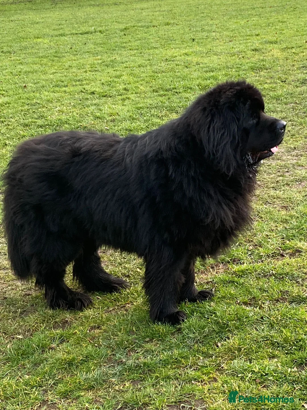 Newfoundland dogs for sale: Stunning Newfoundland Puppies Kc Reg 🐾 - Advert 3