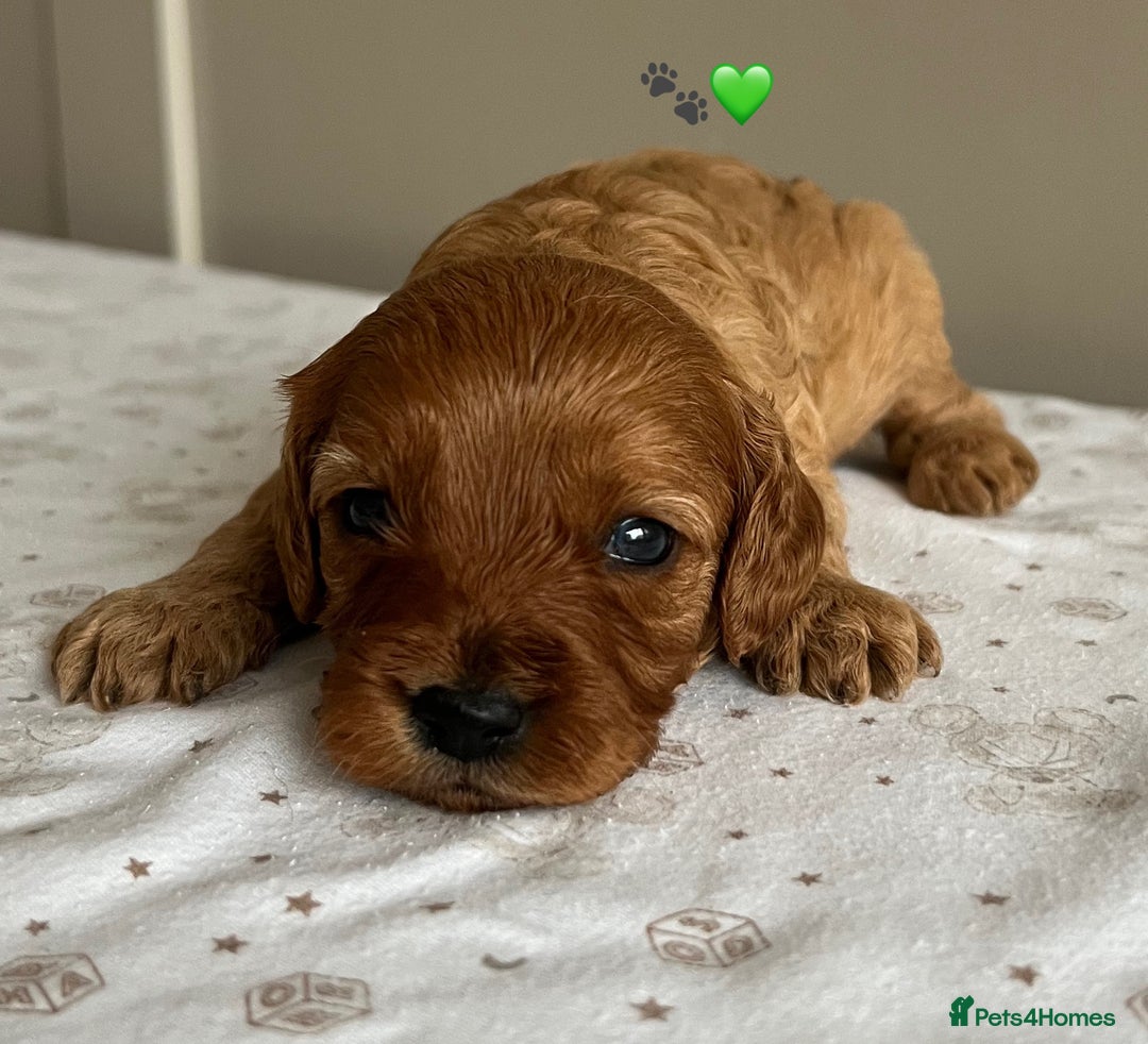Cavapoo dogs for sale: Fully health tested Cavapoo 🐾🐶 - Image 11