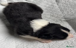 Border Collie dogs for sale:  Long Haired KC Reg Border Collie puppies for sale - Image 13