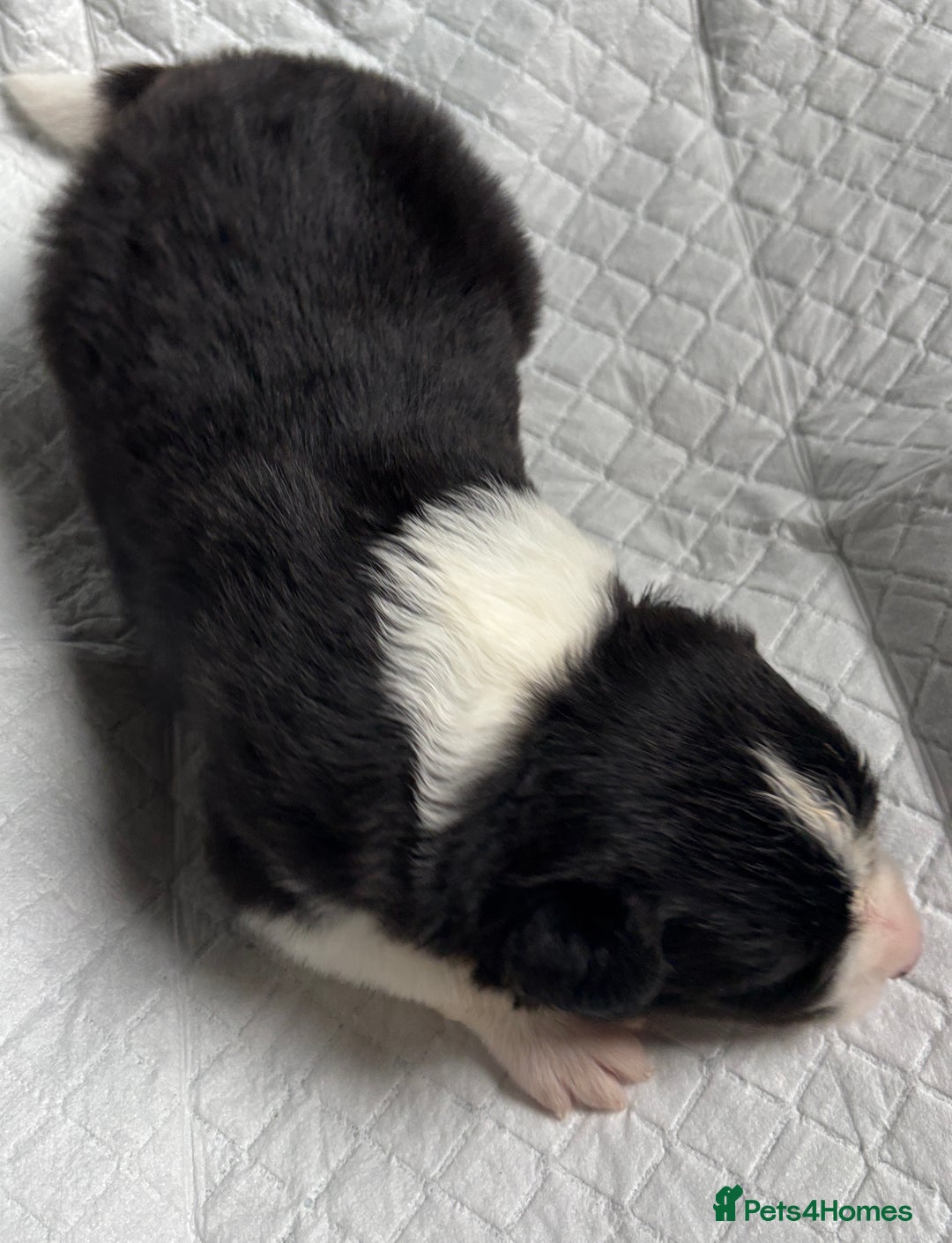 Border Collie dogs for sale:  Long Haired KC Reg Border Collie puppies for sale - Image 13