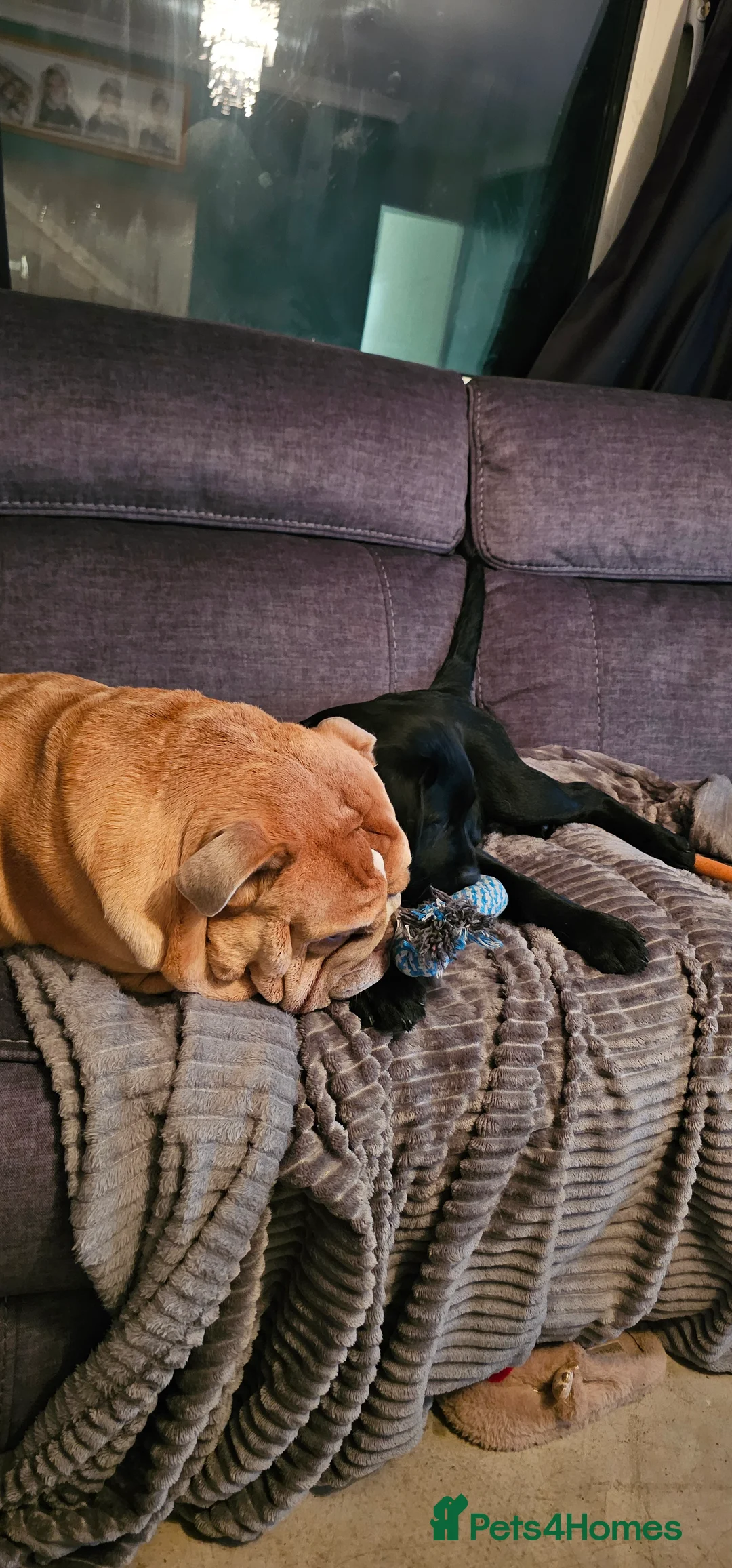 English Bulldog dogs for sale: 3 year old English bulldog - Advert 2