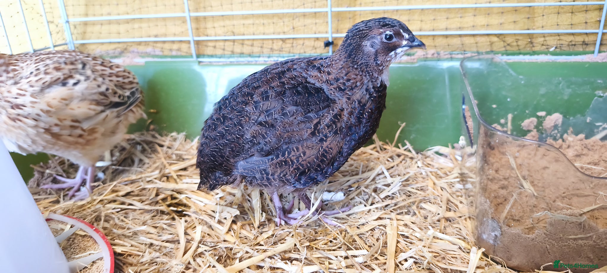 Quail poultry Two Male Coturnix Quails (Hatched: 14th of March) - Advert 1