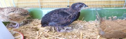Quail poultry for sale: Two Male Coturnix Quails (Hatched: 14th of March) in Rochford - Advert 1