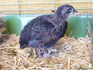 Quail poultry Two Male Coturnix Quails (Hatched: 14th of March) - Advert 1