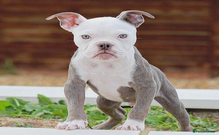 Olde English Bulldogge dogs - Advert 7