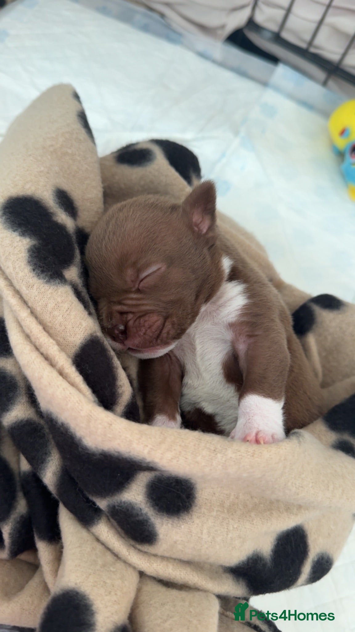 Mixed Breed dogs Bulldog puppy  - Advert 2