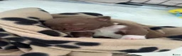 Mixed Breed dogs for sale: Pocket bully x old tyme bulldog puppy - Advert 1