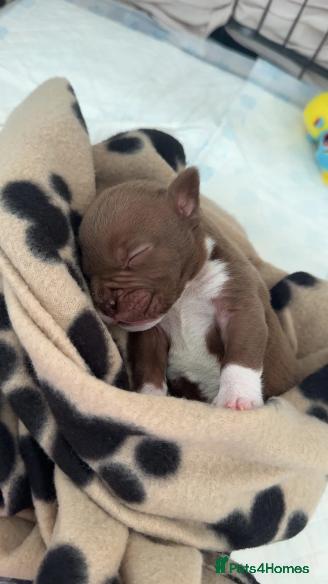Mixed Breed dogs for sale: Pocket bully x old tyme bulldog puppy - Advert 1