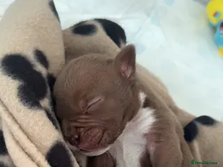 Mixed Breed dogs Bulldog puppy - Advert 1