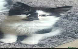 Mixed Breed cats for sale: Beautiful Black & White Tuxedo Kittens - Image 6