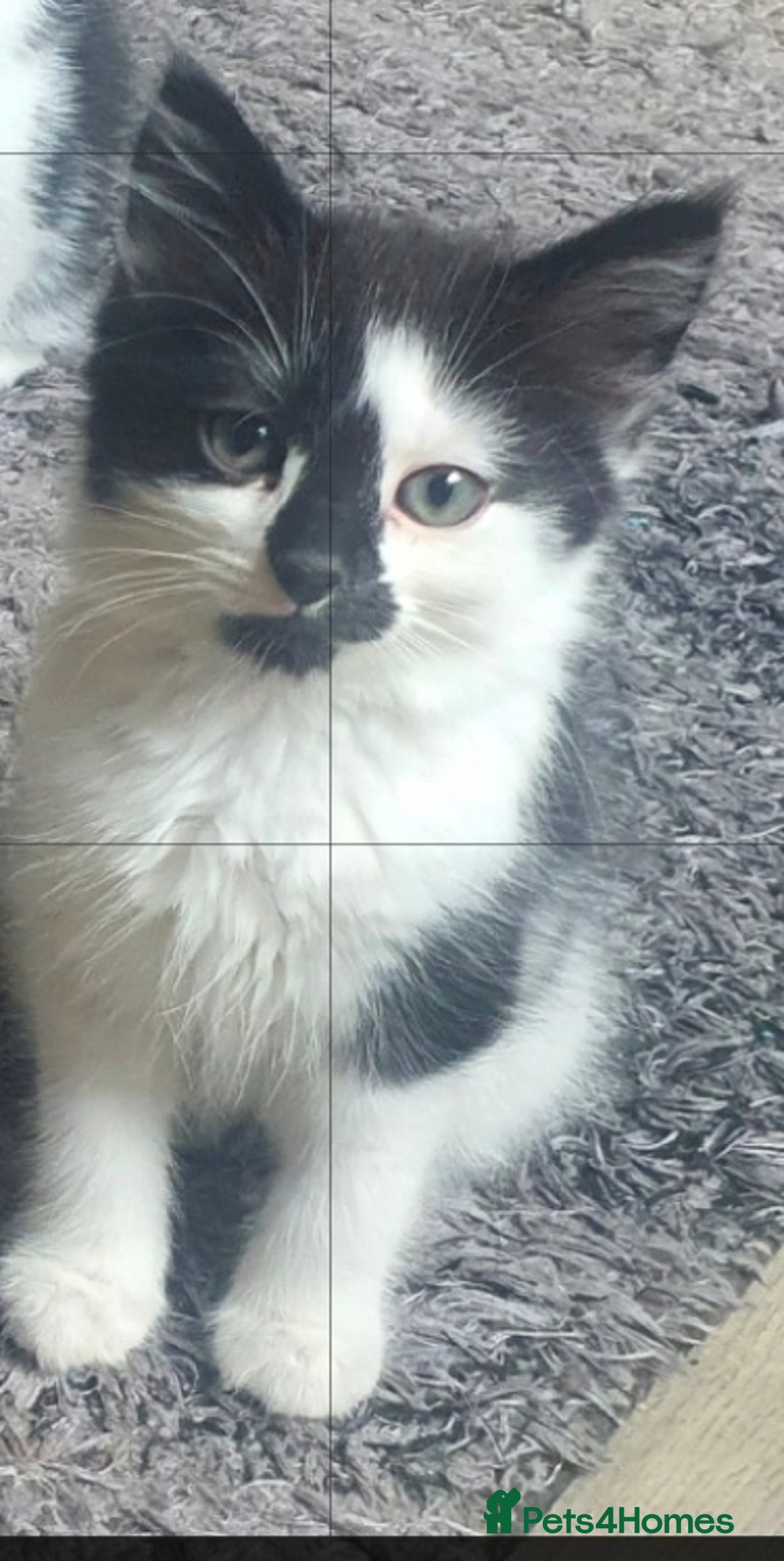 Mixed Breed cats for sale: Beautiful Black & White Tuxedo Kittens - Image 6