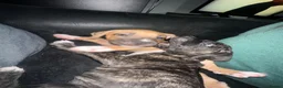 Mixed Breed dogs for sale: 2 beautiful girls left  - Advert 28