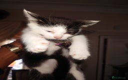 British Shorthair cats for sale: British shorthair mix kittens 4 sale £25 - Image 8