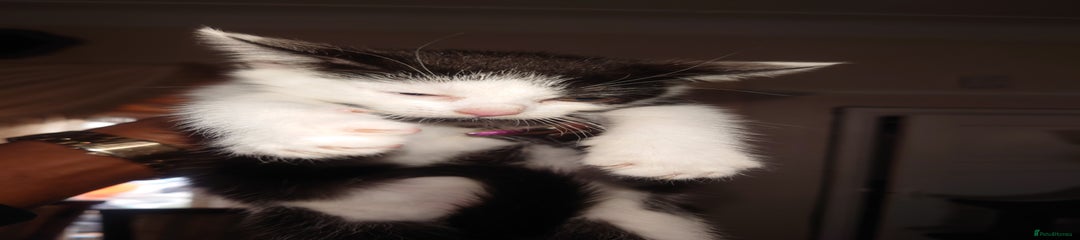 British Shorthair Kitten 4