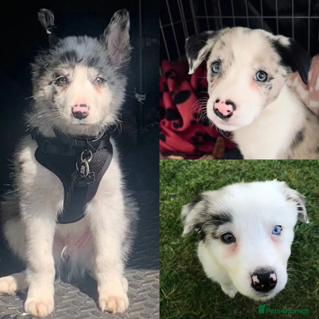Border Collie dogs for stud: PROVEN! STUD ONLY! Stunning Merle Border Collie. in Coventry - Advert 5