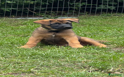 Belgian Shepherd Dog dogs for sale: Belgian Malinois puppies KC registered in Hartlepool - Image 30