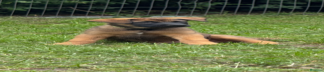 Belgian Shepherd Dog Puppy 4