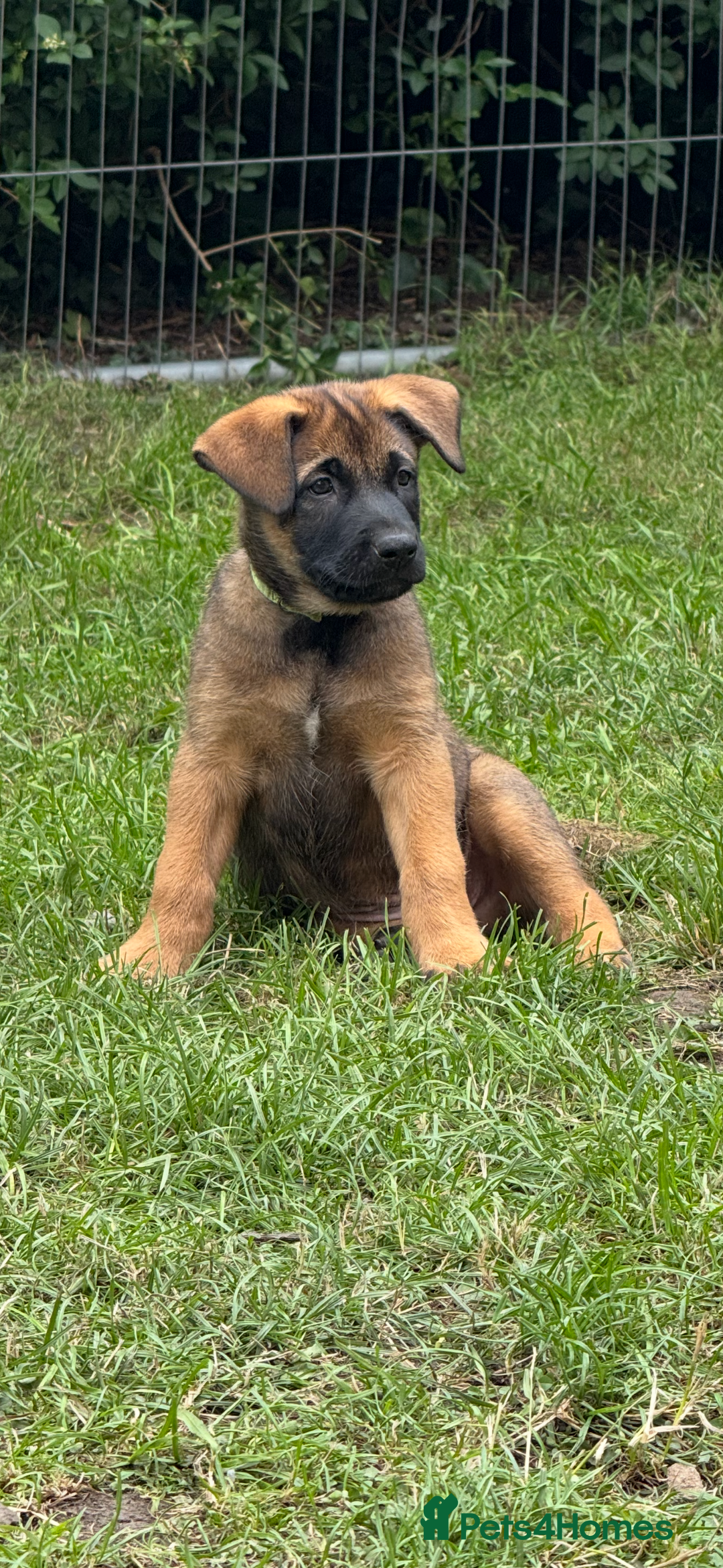 Belgian Shepherd Dog dogs for sale: Belgian Malinois puppies KC registered in Hartlepool - Image 30