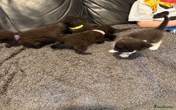 British Shorthair cats for sale: Stunning British Shorthair X Kittens  - Image 17