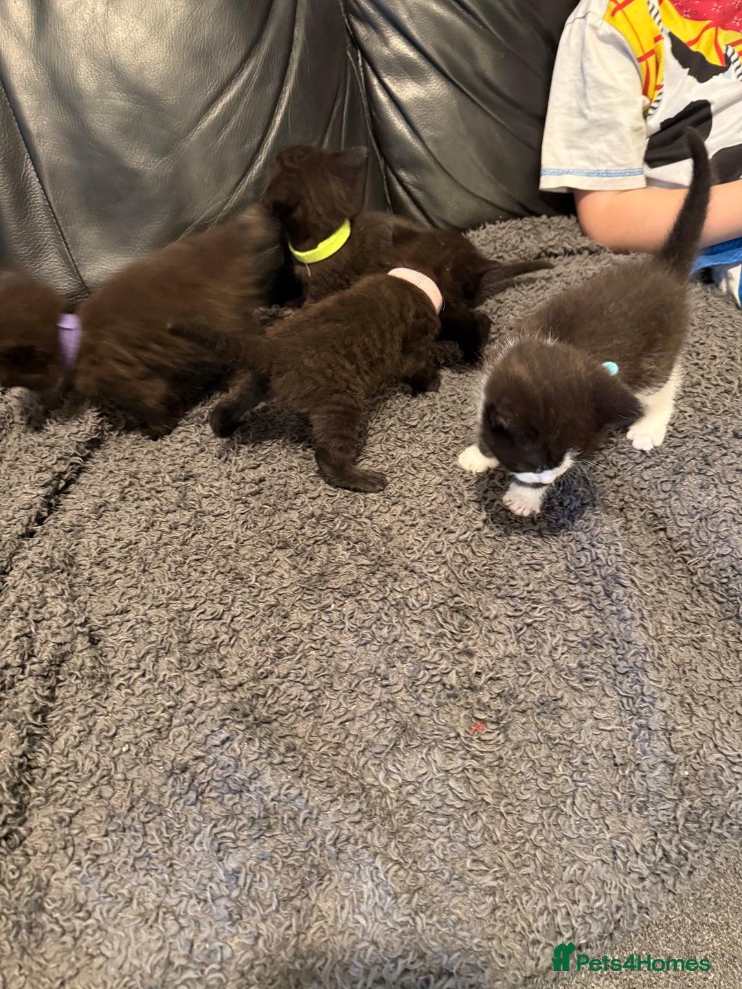 British Shorthair cats for sale: Stunning British Shorthair X Kittens  - Image 17