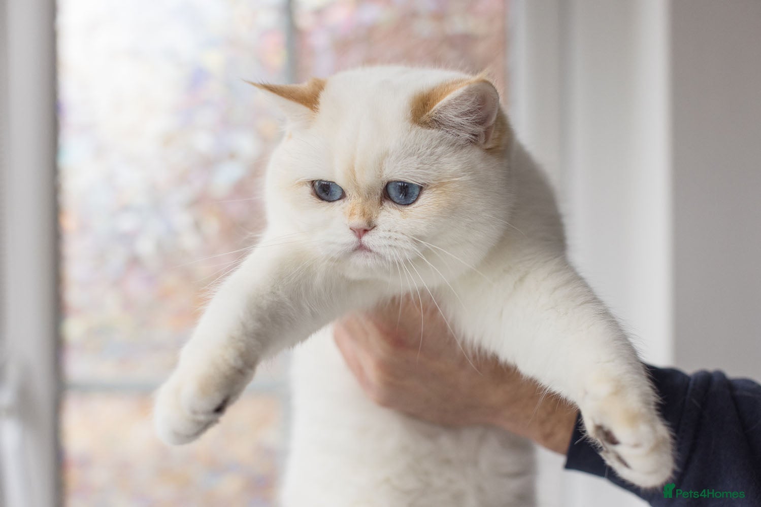 British Shorthair cats Beautiful British Shorthair Golden Point Female - Advert 1