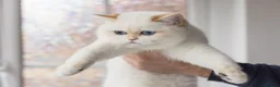 British Shorthair cats for sale: Beautiful British Shorthair Golden Point Female - Advert 1