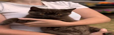 British Shorthair 4