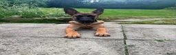 Belgian Shepherd Dog dogs for sale: Dutch herder Female BRN 56036 - Advert 4