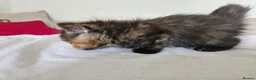 Mixed Breed cats for sale: Affectionate kittens - Advert 8