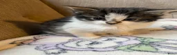 Mixed Breed cats for sale: Four beautiful kittens  in Swansea - Advert 10