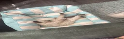 Ragdoll cats for sale: Beautiful Ragdoll Kittens 😍 2 boys 2 girls - Advert 19