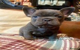 French Bulldog dogs for sale: French Bulldog 4 Boys and 3 girls  - Image 19