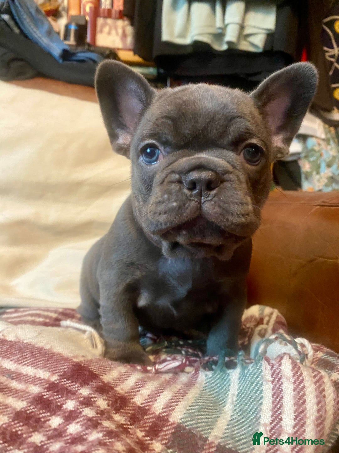 French Bulldog dogs for sale: French Bulldog 4 Boys and 3 girls  - Image 19