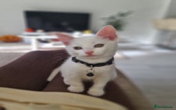 British Shorthair cats for sale: Male White Kitten - Image 2