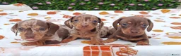 Miniature Dachshund dogs for sale: MINI DAXI KC REG PRA CLEAR - Advert 14