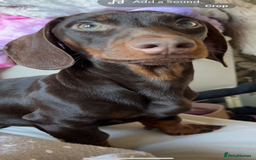Dachshund dogs for stud: Doddie choc and tan dachshund - Image 6