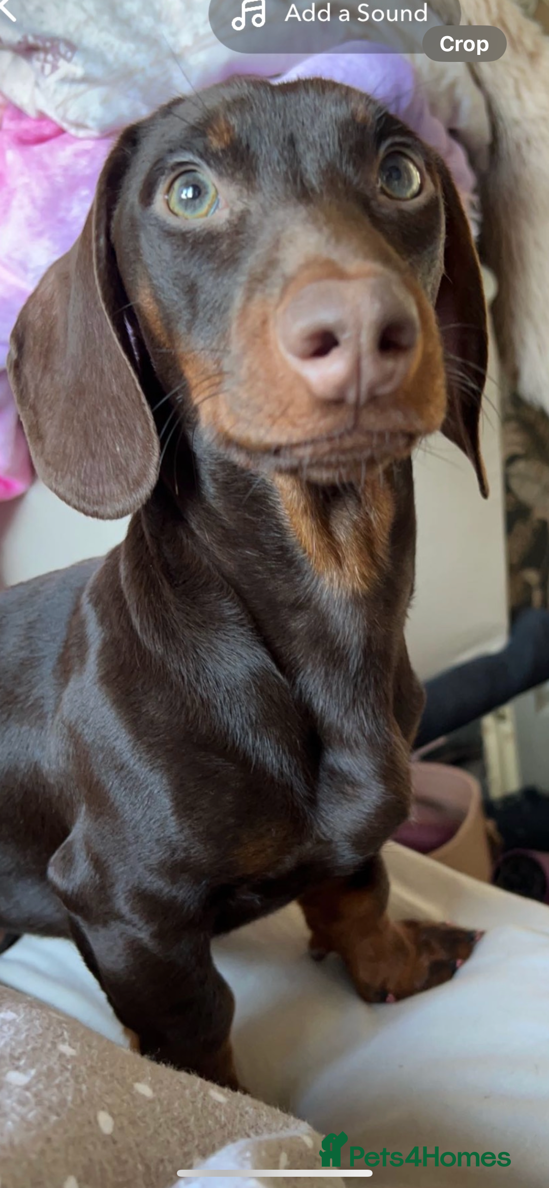 Dachshund dogs for stud: Doddie choc and tan dachshund - Image 6