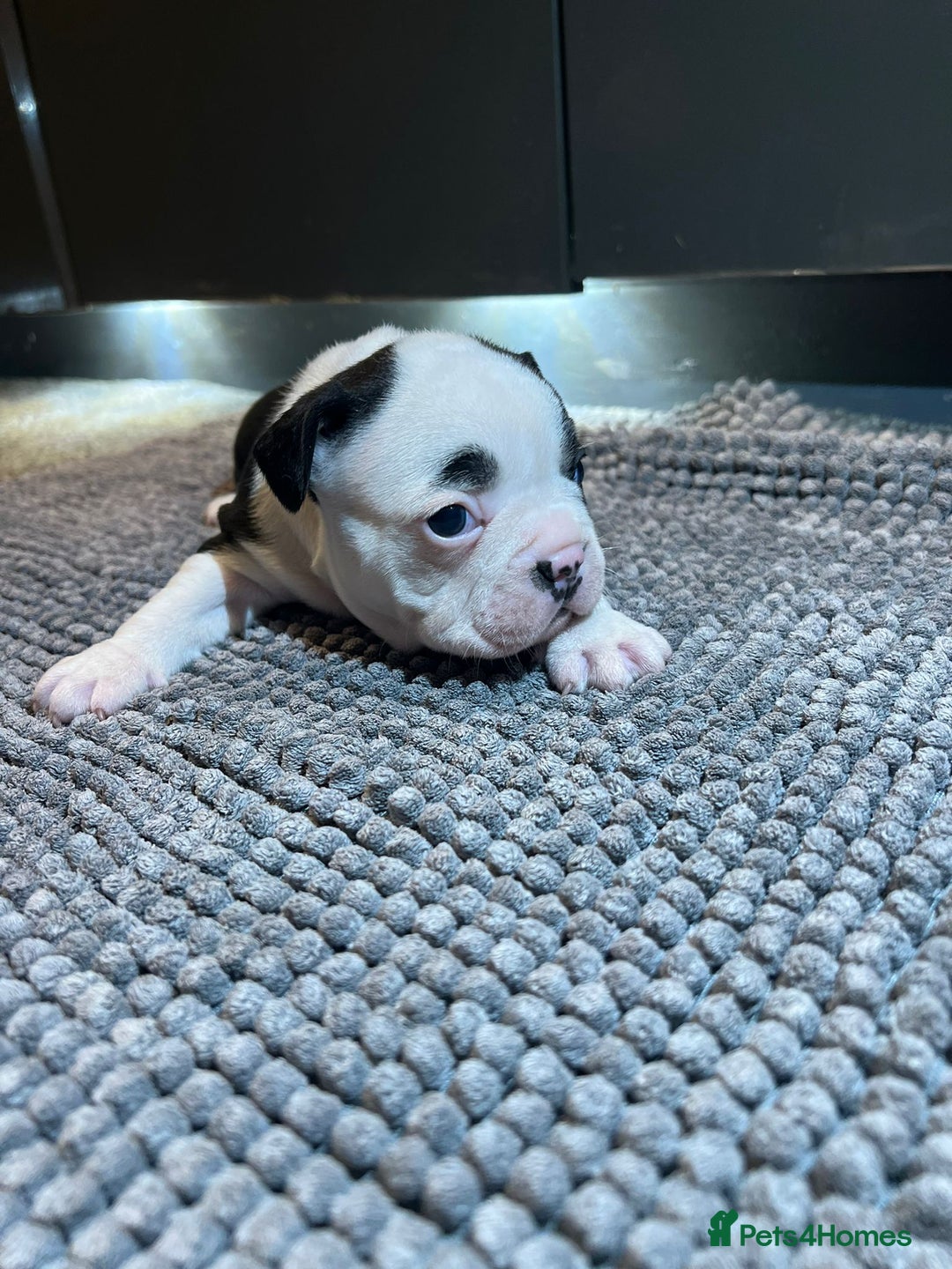 French Bulldog dogs for sale: ♥️Litter of 6 French Bulldog Puppies♥️ - Advert 18